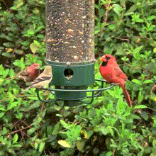Load image into Gallery viewer, 2024 Summer New Arrival š„100% Squirrel Resistant Bird Feeder